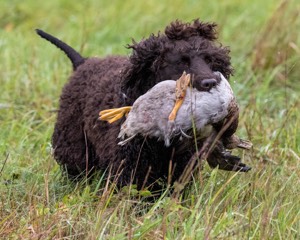 Ghillie Kezer