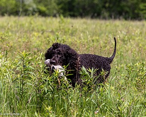 Ripley