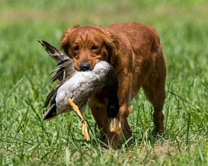 Fire Heffelfinger