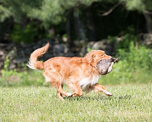 Noble
