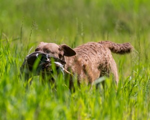 20170604-SEAL-1109.jpg