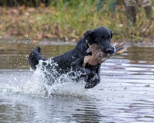 Jake