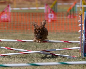 20150614-CCKC-1834.jpg
