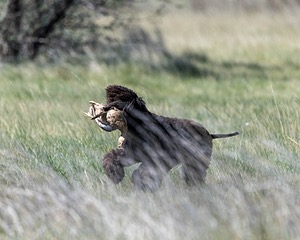 Ghillie