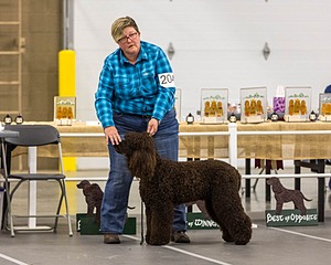 204 - CH Brekkon’s Brown Eyed Girl At Flintcrest DJ CGC TKN FTI