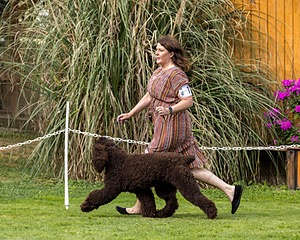 11 - GCH CH BREKKON'S FIRST MARK BN RN CGC TKN (Hunny)