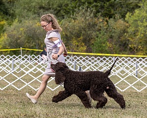 07 - GCH Castlehill's Ramblin' Rafael O'Crispin BN RA (Raffie)