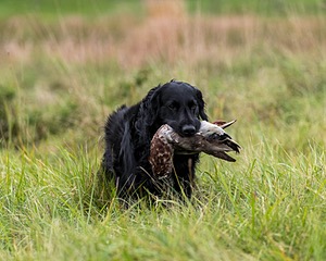 Gunner McCluer