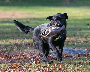Caper