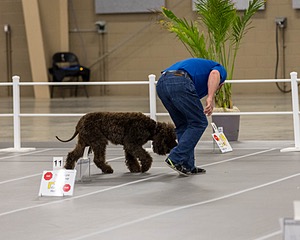 700 - GCH Blackthorn’s Lass That Loves A Sailor in Wicklow CD RM CGC