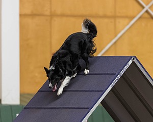 Poutine Boidi