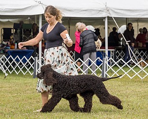 24 - POOLE'S IDE MODERN LOVE CGC (Remi)