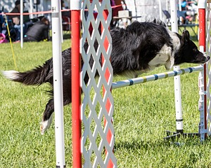 20170520-NEAT-0604.jpg