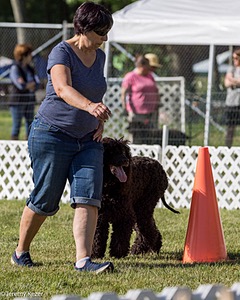 16 - GCH CH Chantico's Shelter From The Storm CD RA MX AXJ MXP2 MJP2 MJPB XF DS (Reef)