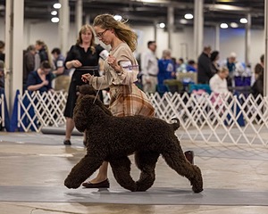 12 - GCH EPIK'S IN OMNIA PARATUS CGC ATT BCAT (Myna)