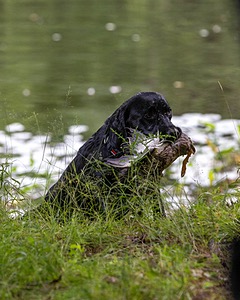 Moxie