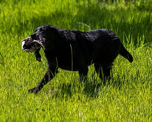 Ruger Bodine