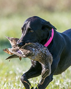 20150912-SHRL-0007.jpg