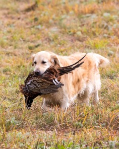 Ghillie