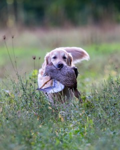 Ghillie Deresienska
