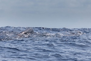 Sperm Whale