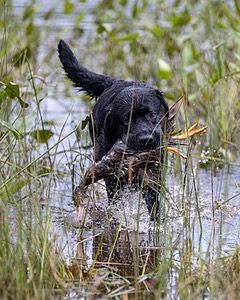 Murphy