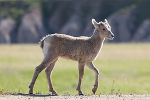 Bighorn Sheep lamb, Badlands National Park, South Dakota