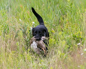 Ruger Collins