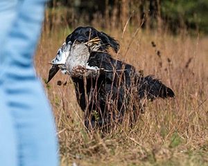 Ruger Bodine
