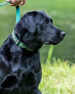20170603-SHRW-1413.jpg