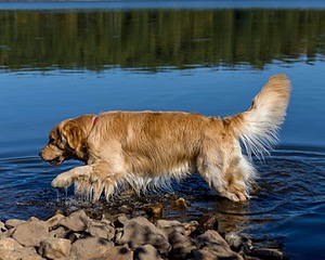 Koda Huss