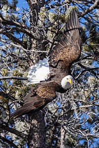 Bald Eagle, Yellowstone National Park