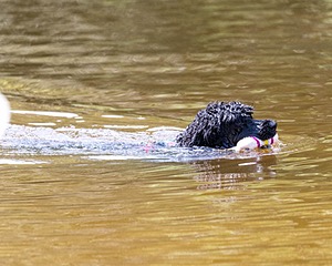 Rio Peter