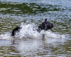 Dottie Notestine