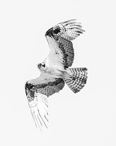 Osprey, Maryland