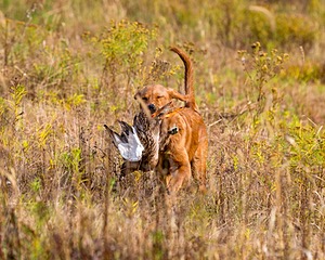Marsha Wilcox's Pete