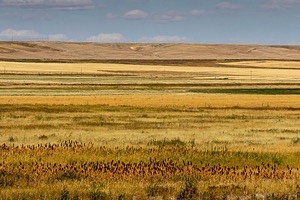 Montana Plains