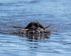 Ripple