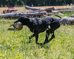 Reba CALLNAME HANDLER