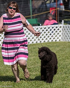 60 - GCH CH All Green Wi'Envy V Alpha Nordic CD RE RATN DS CGCA TKN