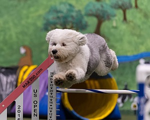 Yoshi Mabardy