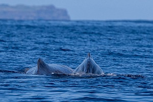 Sperm Whale