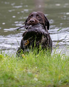 Tucker