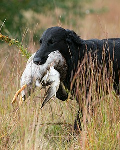 Al
