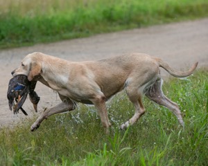20130713-MHB2-0243.jpg