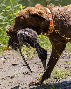 Poacher Bellanceau