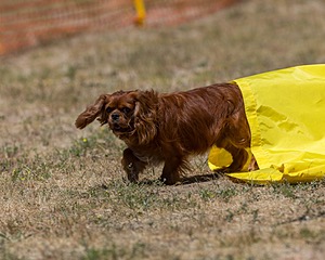 20160619-CCKC-1089.jpg