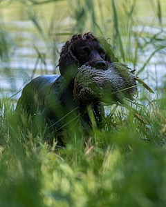 BEAR Krackow
