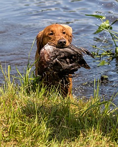 Camo Smollin