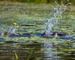 Otter Henry